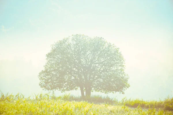 木の周りを太陽が輝く. — ストック写真