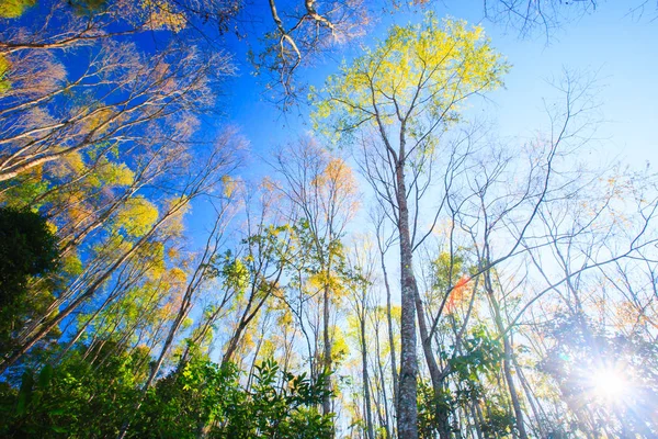 Tropical forest in spring season.