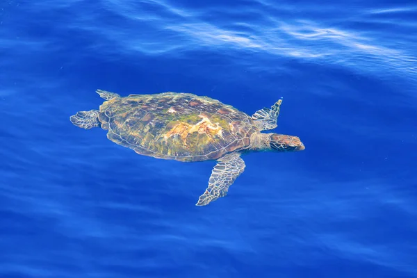 Groene zeeschildpad in duidelijke blauwe zeewater. — Stockfoto