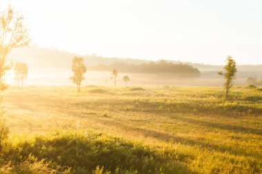 Otlak ve vahşi agaç etrafında aşağı altın gündoğumu parlar. 
