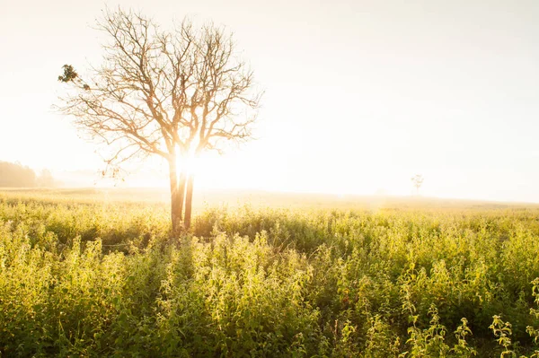 Amanecer dorado brilla alrededor de los pastizales y árboles silvestres . — Foto de Stock