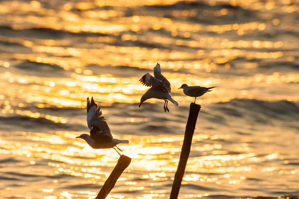 Mouettes volantes et assises sur un poteau sous une lumière dorée . — Photo