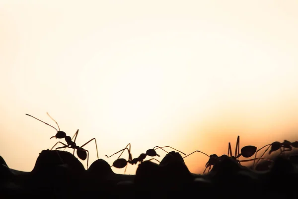 Ткач мурах або зелені мурахи ходять і передають соціальні сигнали — стокове фото