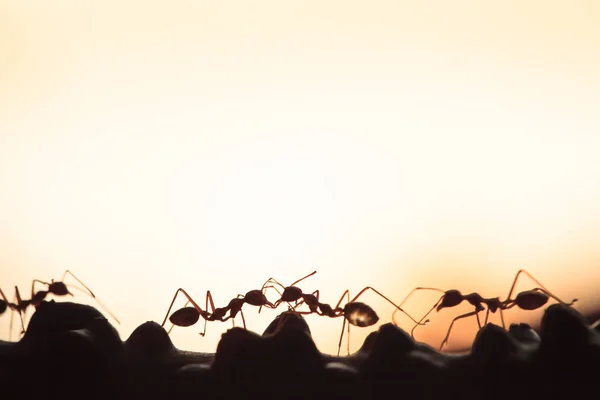 Weaver ants or green ants walking and transmit social signals on
