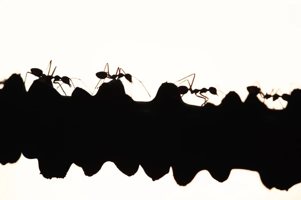 織工の蟻または歩く緑の蟻と社会的信号を転送 — ストック写真