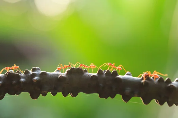 Weaver ants or green ants walking and transmit social signals on