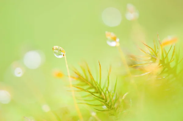 Moss and lichen with glistening morning dew in spring season. — Stock Photo, Image
