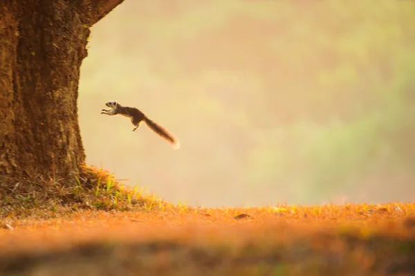 Variables Eichhörnchen springt von einer Wiese zum Baum. — Stockfoto