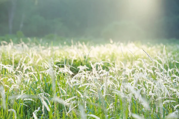 柔らかな光の草原と白い花の周りを見下ろして輝く — ストック写真
