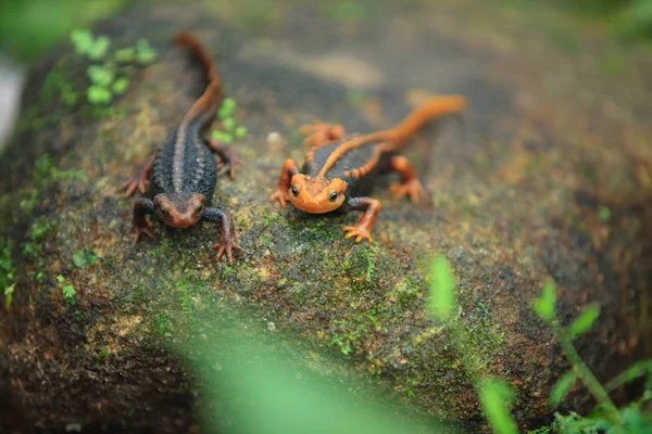 De krokodil salamander is gevonden op de Doi Inthanon, de hig — Stockfoto