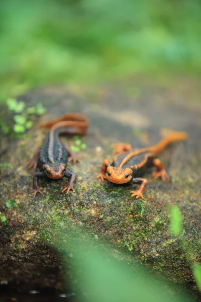 De krokodil salamander is gevonden op de Doi Inthanon, de hig — Stockfoto