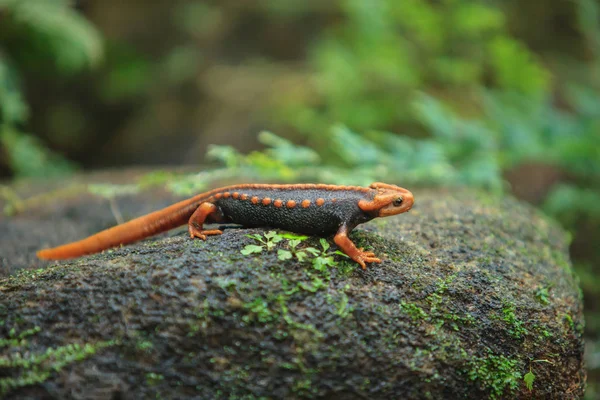 De krokodil salamander is gevonden op de Doi Inthanon, de hig — Stockfoto