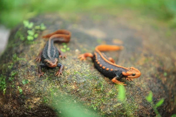 De krokodil salamander is gevonden op de Doi Inthanon, de hig — Stockfoto