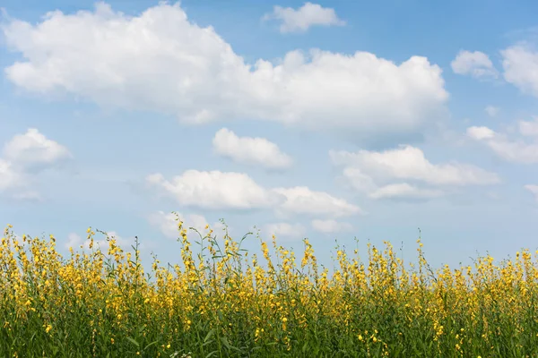 Grüne Wiese mit Blumen unter Wolken und hellblauem Himmel. — Stockfoto