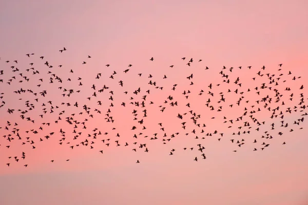 Migración de aves al atardecer . — Foto de Stock