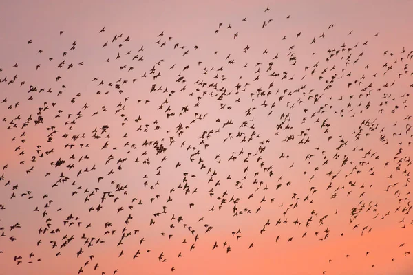 Bird migration at sunset. — Stock Photo, Image