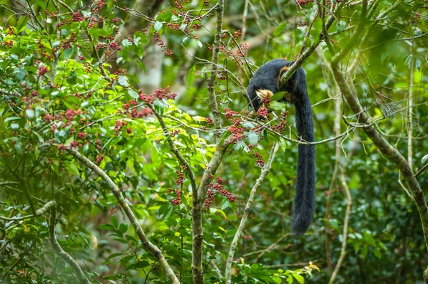 Schwarzes Riesenhörnchen, das gerne wilde Früchte isst, ist reif. — Stockfoto