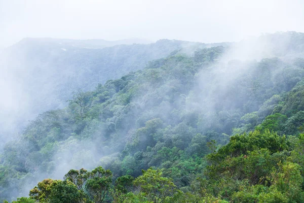 Hermoso bosque tropical y niebla blanca. Camboya . — Foto de Stock