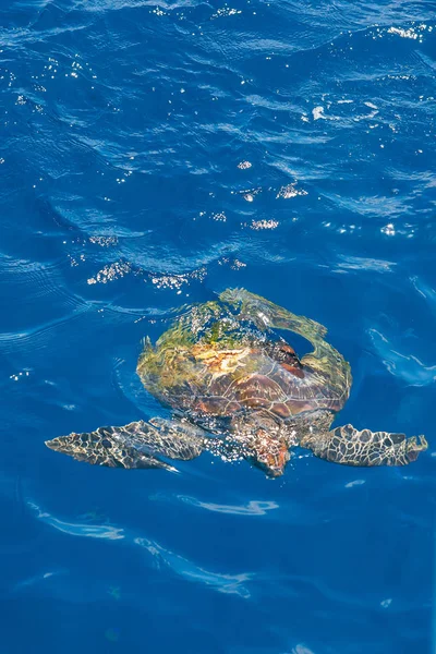 Green Sea Turtle swimming in a blue seawater.