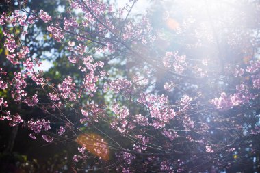 Ağacın dallarında kiraz çiçeği açan.