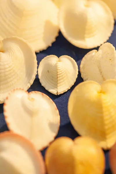 Top view of heart shapes sea shells. — Stock Photo, Image