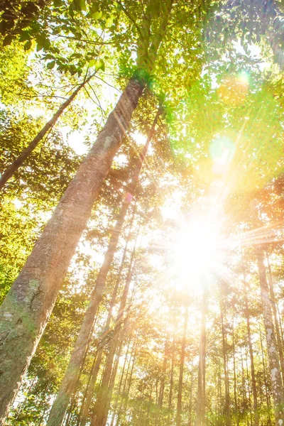 Сонячний Схід світить через тропічні лісові плантації.. — стокове фото