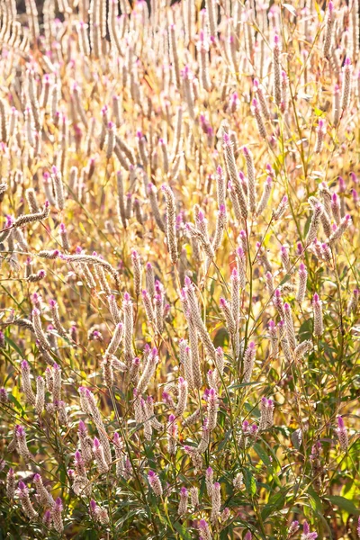 Kunst transparant wild cockscombs in de ochtend licht. — Stockfoto