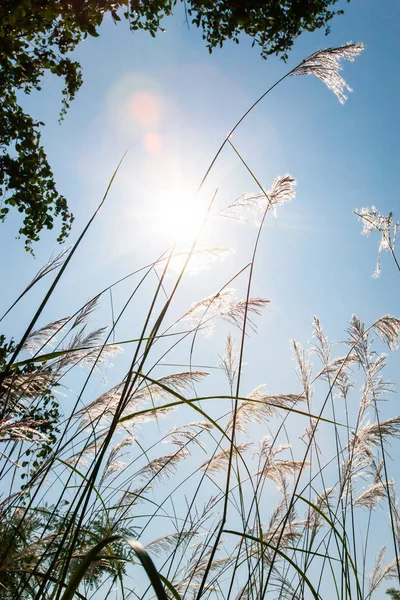 Sunny morning shining through wild reed flowers.