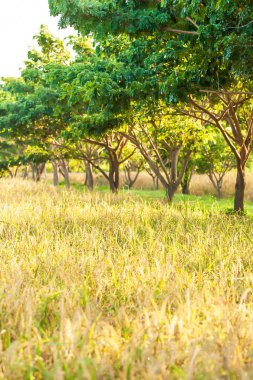 Gün doğumunda organik çeltik tarlası manzarası.