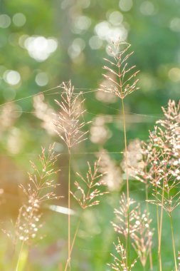 İlkbaharda güzel bir gün doğumu, güneş ışığı...