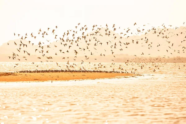 Migration des échassiers au coucher du soleil . — Photo