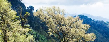 İlkbaharda tropik ağaç dalları sanatı.