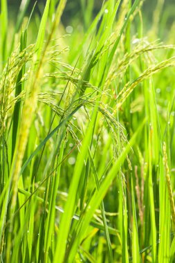 Şafakta çiğ taneleriyle çeltik tarlası.