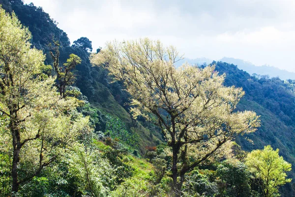 Kunst van takken van tropische bomen in de lente. — Stockfoto
