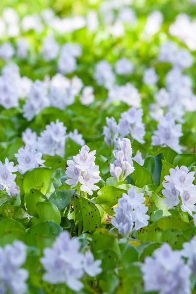 Flores violetas florescentes ao nascer do sol . — Fotografia de Stock