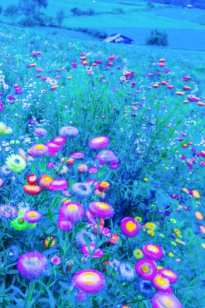 Motion blur of blooming daisy blowing in the wind. — Stock Photo, Image