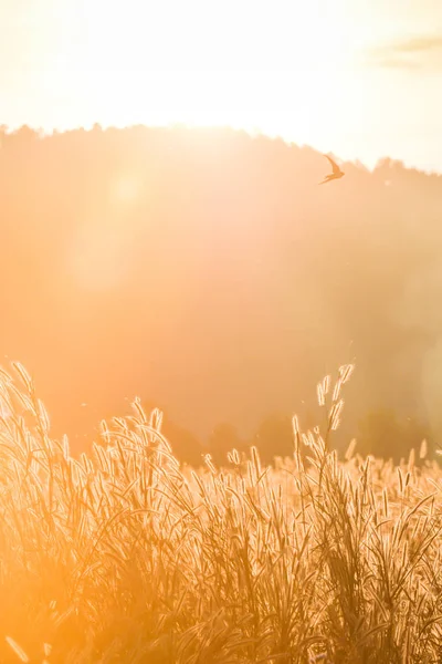 La puesta de sol a través de la cordillera en los pastizales . — Foto de Stock