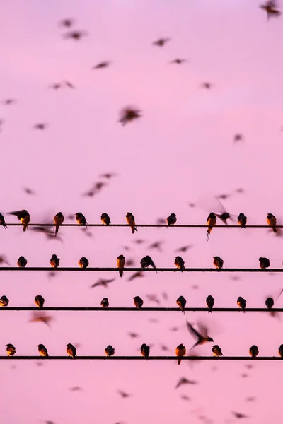 Migrace ptáků. — Stock fotografie