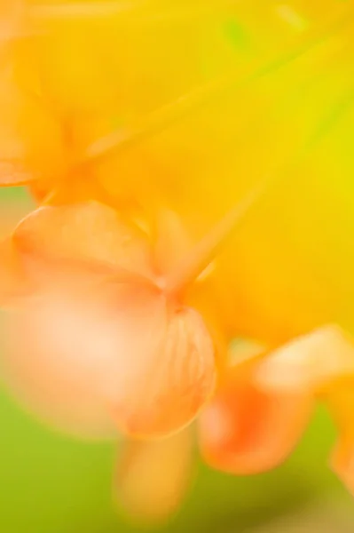 アショカの花が咲いている. — ストック写真