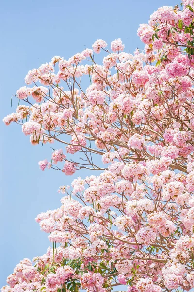 Spring cherry blossom.