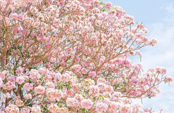 Frühlingskirschblüte. — Stockfoto