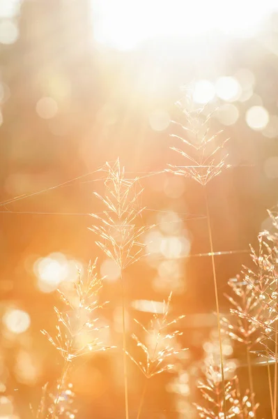 Blühende Wildgrasblume am Wintermorgen. — Stockfoto