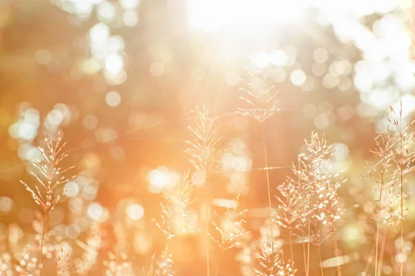 Blühende Wildgrasblume am Wintermorgen. — Stockfoto