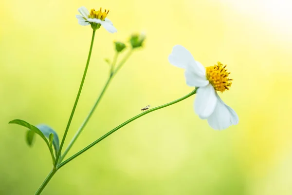 Ein wenig unbekanntes Insekt am Stiel von Wildblumen. weiß wild — Stockfoto