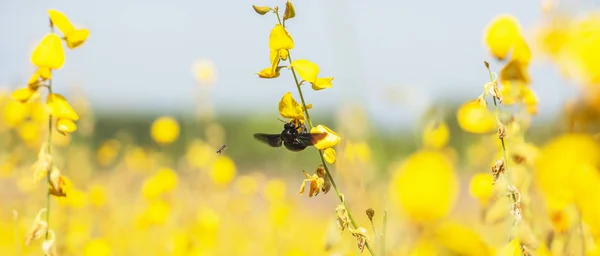 Abejorro y abeja volando mientras recogen un polen de cáñamo soleado . — Foto de Stock