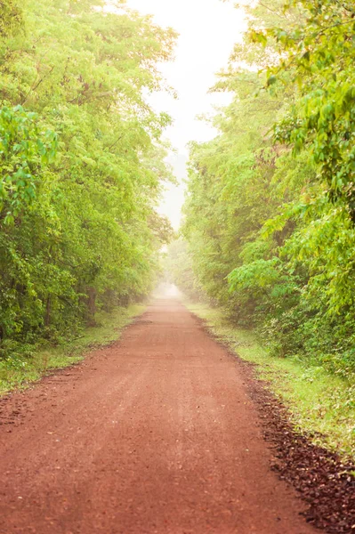Camino de tierra vacío en un bosque tropical . —  Fotos de Stock