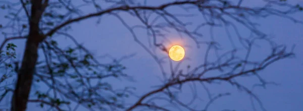 Nattens himmel med fullmåne . – stockfoto