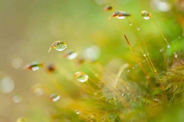 Pure water drops in moss and tropical plants. — Stock Photo, Image