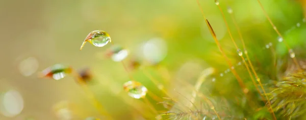 Pure water drops in moss and tropical plants. — Stock Photo, Image