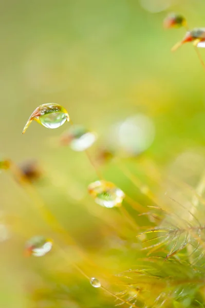 Pure water drops in moss and tropical plants. — Stock Photo, Image